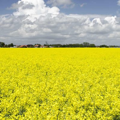 Field of Mustard in Bloom