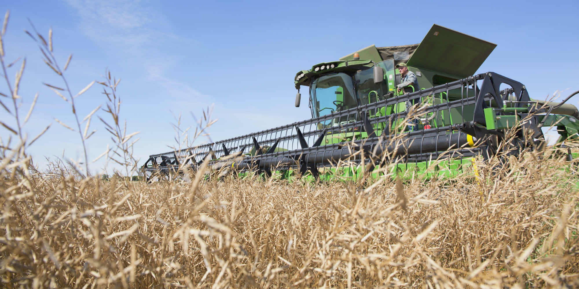 Mustards in Crop Rotation Mustard 21 Canada Inc.