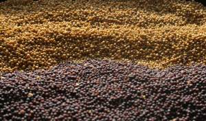 Yellow and Brown Mustard seed