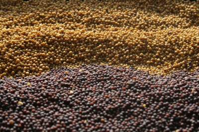 Yellow and Brown Mustard seed
