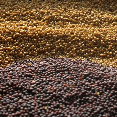 Yellow and Brown Mustard seed
