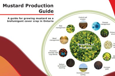 Mustard Production Guide - A guide for growing mustard as a biofumigant cover crop in Ontario