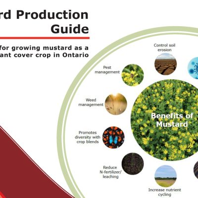 Mustard Production Guide - A guide for growing mustard as a biofumigant cover crop in Ontario