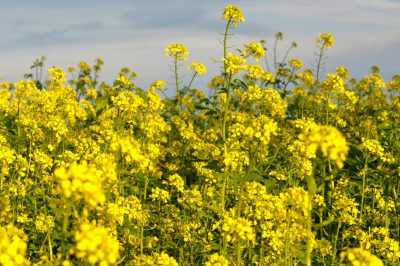 Mustard field in bloom