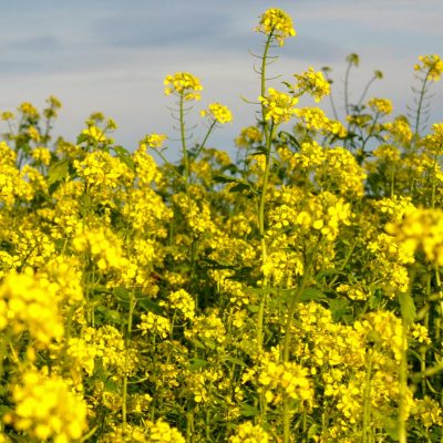 Mustard field in bloom
