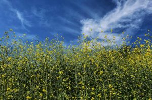Mustard Crop in Flower