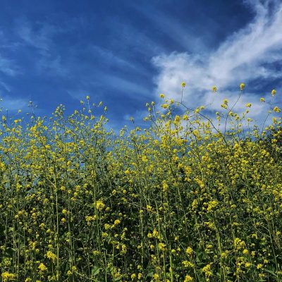 Mustard Crop in Flower