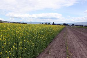 Verticillium control at Bylands Garden Centre