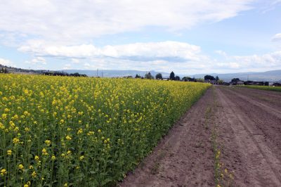 Verticillium control at Bylands Garden Centre