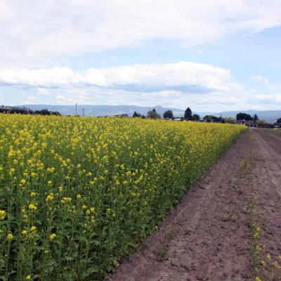 Verticillium control at Bylands Garden Centre