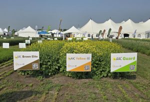 Mustard Demonstration Plot Ag In Motion 2025, left to right: AAC Brown Elite, AAC Yellow 80, and AAC Guard Mustard