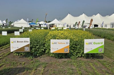 Mustard Demonstration Plot Ag In Motion 2025, left to right: AAC Brown Elite, AAC Yellow 80, and AAC Guard Mustard