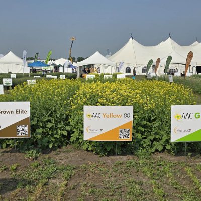 Mustard Demonstration Plot Ag In Motion 2025, left to right: AAC Brown Elite, AAC Yellow 80, and AAC Guard Mustard